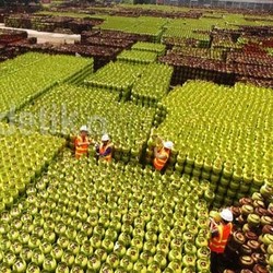 CT Temui Kelangkaan Elpiji 3 Kg Karena Dioplos Untuk 12 Kg