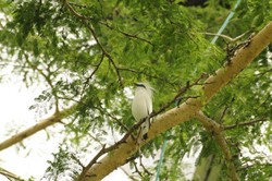Teluk Brumbun, Surga Tersembunyi Si Burung Jalak Bali