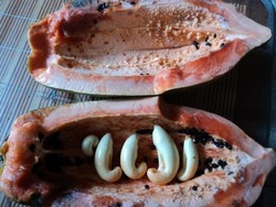 Lafaz Allah di Dalam Pepaya?