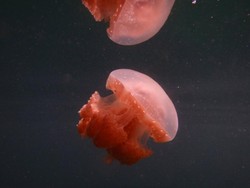 Indonesia Juga Punya Ubur-ubur Unik di Togean