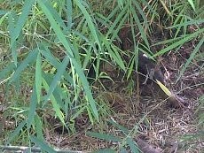 Penemuan Mayat Gegerkan Warga Kebon Jeruk Jakbar