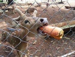 Ini Tempat Memberi Makan Rusa Totol di Makassar