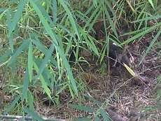 Ada Luka Jeratan Tali di Leher Mayat yang Ditemukan di Kembangan