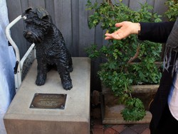 Guk! Ada Anjing Mirip Hachiko di Sydney