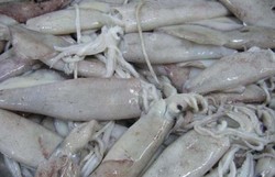 Mengapa Cumi-cumi Segar Tak Mengeluarkan Tinta?