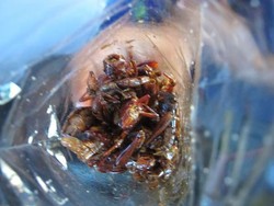 Tak Cuma Thailand, Indonesia Juga Punya Belalang Goreng