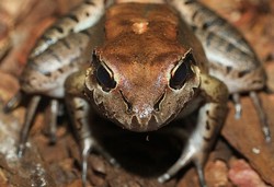 Aneka Makanan Khas Paling Kontroversial di Dunia