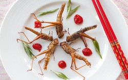 Peneliti Kanada Berharap Serangga dapat Atasi Masalah Pangan Global