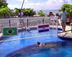 Penyu Tempayan Prediksikan Brasil Menangi Laga Perdana