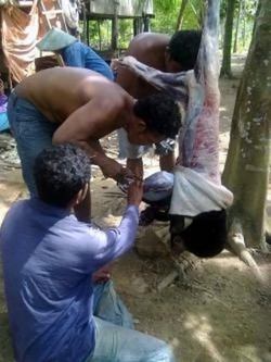 Sadis! Warga Berau Diduga Membunuh dan Mengkonsumsi Daging Beruang Madu