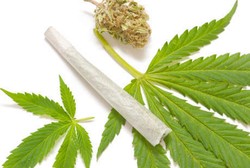 Gara-gara Ganja, Bentuk Sperma Bisa Berubah