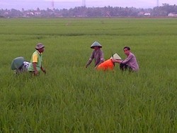 Kampanye di Cilacap, Jokowi Blusukan ke Sawah