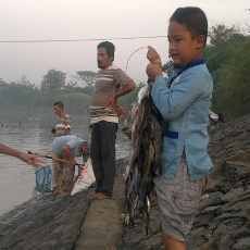 Ribuan Ikan Mabok di Sungai Porong Membawa Berkah Bagi Warga