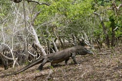 Berkunjung ke Pulau Sang Naga Komodo
