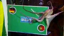 Gurita Betina Ini Ramalkan Jerman Menang Atas Portugal