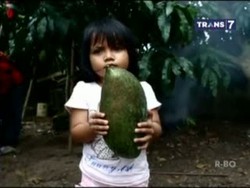 Mencicipi Mangga Jumbo yang Beratnya Mencapai 7 Kilogram