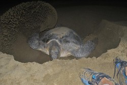 Serunya Melihat Penyu di Pantai Sukamade, Banyuwangi