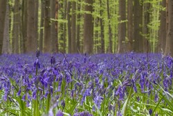 Aneh Tapi Nyata, Ada Hutan Berwarna Biru di Belgia