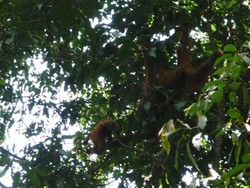 Serunya Bertemu Orangutan di Bukit Lawang