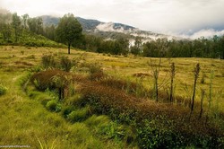 Menembus Belantara Pegunungan Hyang Argopuro