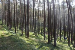 Hijaunya Deretan Pohon Pinus di Gunung Manglayang, Bandung
