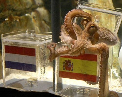 Hewan-Hewan Ini Ditugasi Tiru Jejak Paul Si Gurita