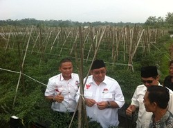 Panen Cabai di Bogor, Timses Prabowo Bicara Soal Impor yang Rugikan Petani