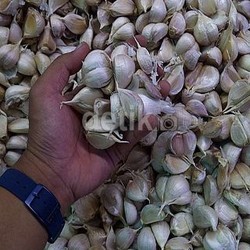 Wamentan: 90% Lebih Kebutuhan Bawang Putih RI Hasil Impor