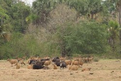 Soal Wisata, Banyuwangi Ogah Tiru Bali