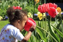 8 Kerajaan Bunga Paling Indah di Dunia (2)