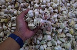 Pernah Swasembada di Zaman Soeharto, RI Kini Impor 95% Bawang Putih