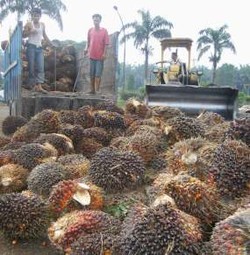 Rugi 3 Triliun, Perusahaan Sawit Bakrie Ini Tak Bagi Dividen