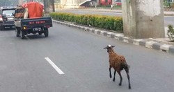 Kambing Lepas Penyebab Macet di Rasuna Said Berhasil Diamankan