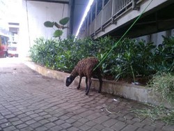 Kambing yang Lepas di Jl Rasuna Said Kini Diikat di Halte Busway Kuningan