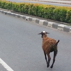Kambing Lari di Jalur Lambat Rasuna Said Bikin Heboh Pengendara Mobil