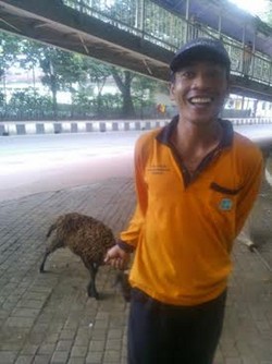 Kisah Sartono Berlari 1,5 Jam Mengejar Kambing yang Lepas di Rasuna Said