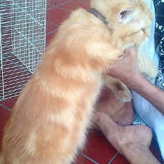 Uniknya Bulu Kucing Ini