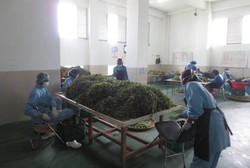 Pasien Seperti Ini yang Paling Sering Mampir ke Klinik Herbal