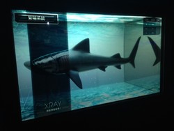 Shark Mystique, Wahana Seru dari Ocean Park Hong Kong