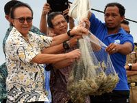 Cicip Sutardjo Panen Udang