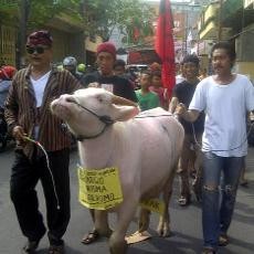 Dolly Tetap Beroperasi, Warga Sembelih Kerbau Bertuliskan Risma dan Soekarwo