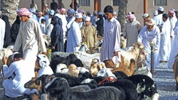 Nizwa Souq Oman, Pasar Ternak Berusia Ratusan Tahun yang Ramai Jelang Ramadan