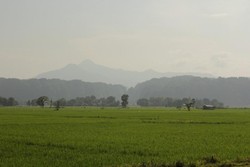 Hamparan Sawah Seindah Permadani di Maros, SulSel