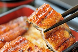 Ternyata, Belut Unagi Jepang dari Banyuwangi