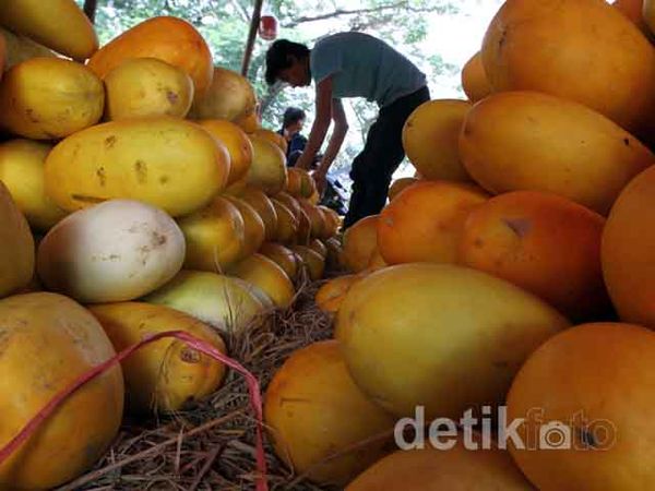 Timun Suri Mulai Banjiri Jakarta