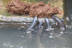 Belut Unagi Jepang, Aslinya dari Banyuwangi