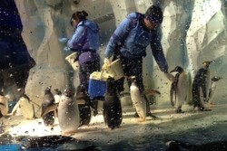 Makan Siang Ditemani Penguin, Menggemaskan!