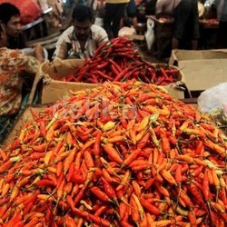 Harga Cabai Petani Pernah Anjlok ke Titik Terendah Rp 2.500 Per Kg