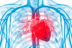 Ilmuwan Skotlandia Ciptakan Ribuan Jantung Mini