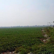 Waduk Pluit Kembali Dipenuhi Eceng Gondok